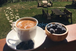 Patika Blueberry Garden